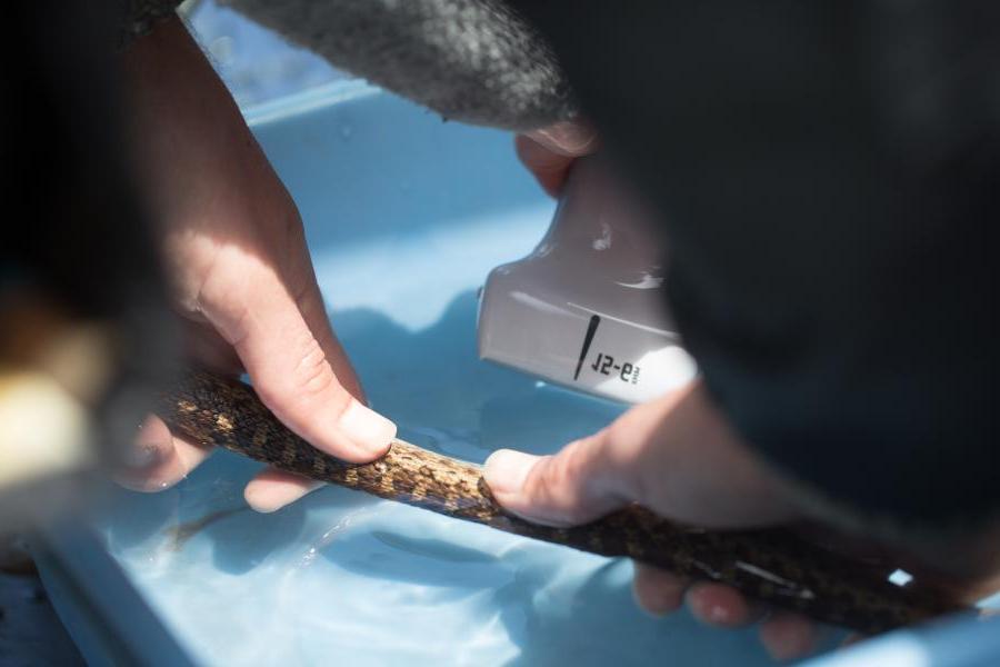 研究人员测量蛇的尺寸